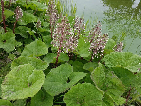 Butterbur