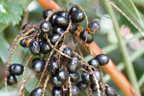 Saw Palmetto & Beta-Sitosterol